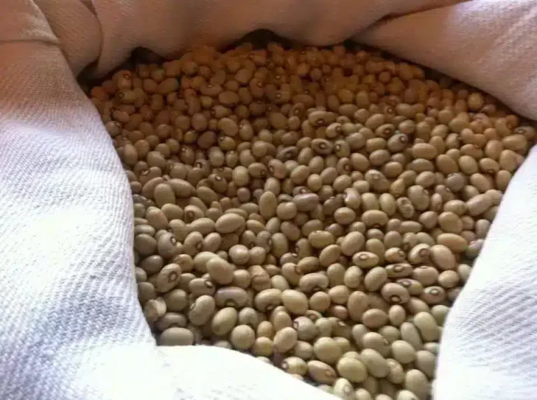 Fagiolo, Curinga