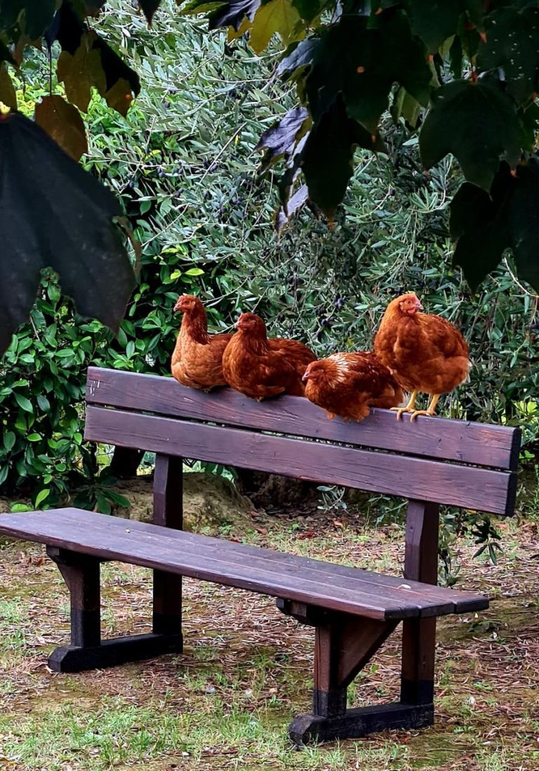 Farmhouse Le Lucciole