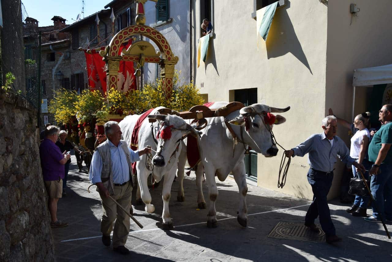 Maggiolata Lucignanese, le mucche – Ph. Stefano Panichi flickr