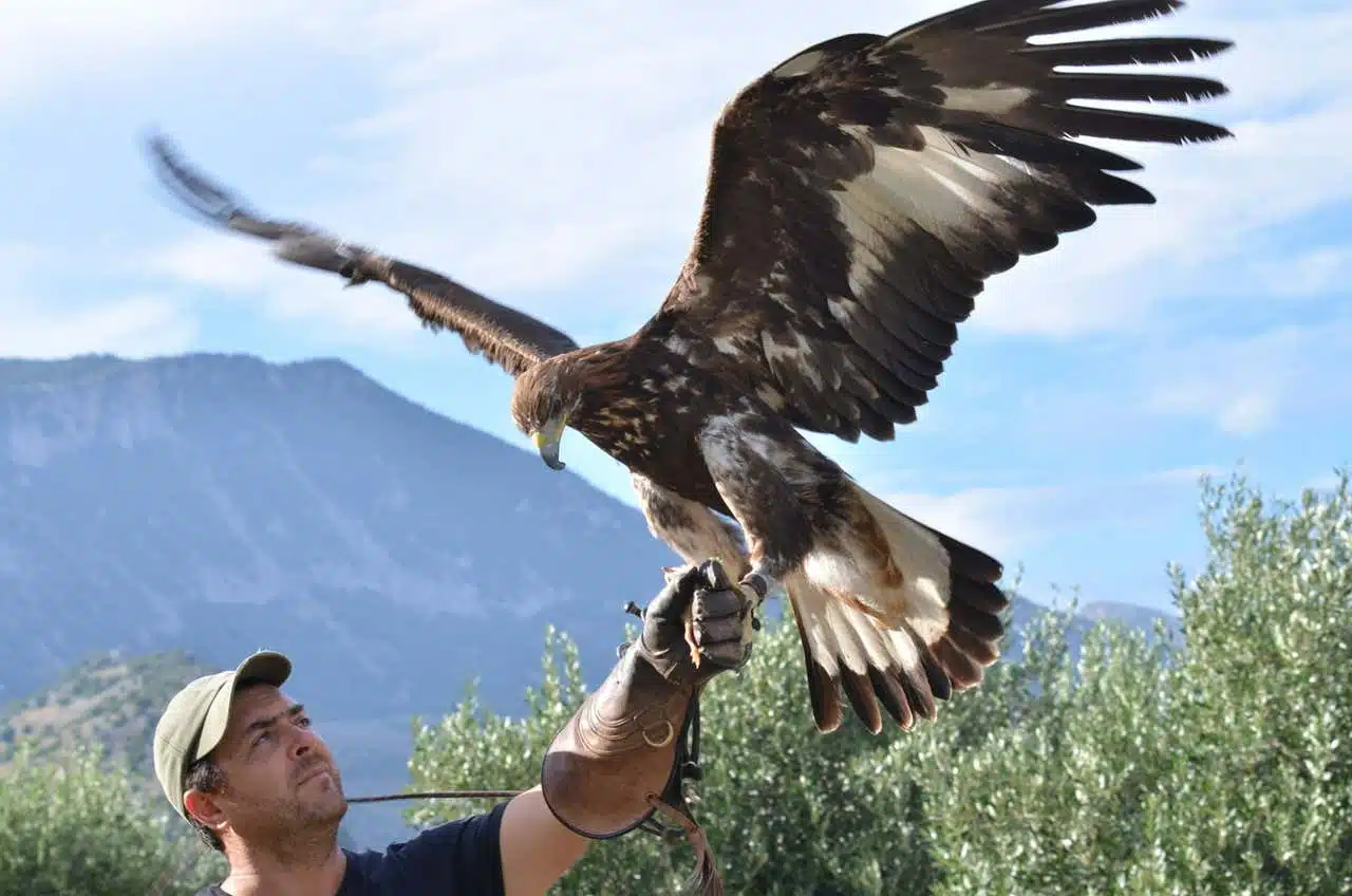 falconeria-calabria-651afe5946a7f