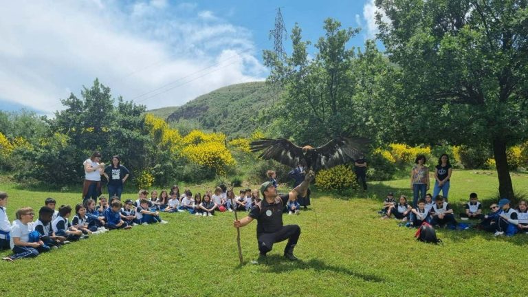 The Amazing World of Raptors