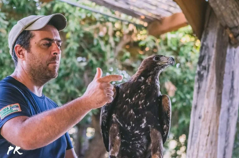 The Amazing World of Raptors