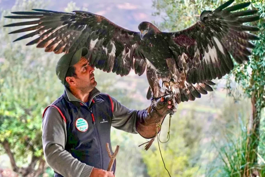 The Amazing World of Raptors