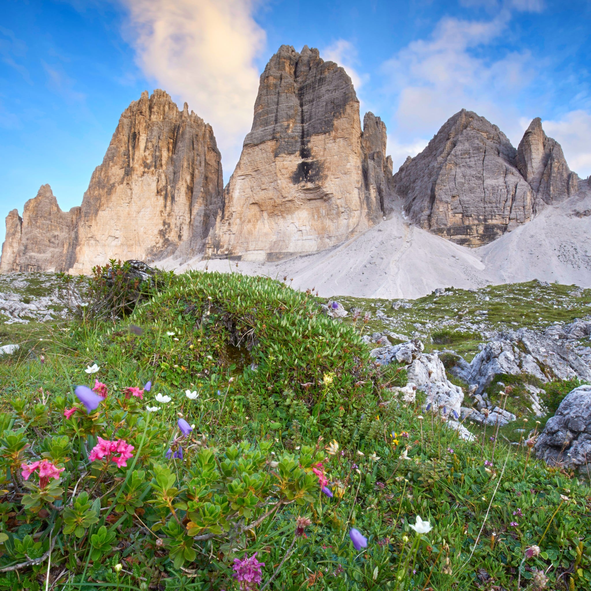 Wiese mit Blumen in den Dolomiten, drei Zinnen