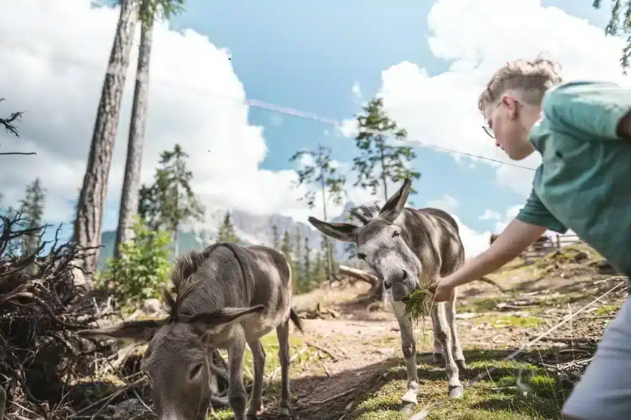 Animali in Val dEga