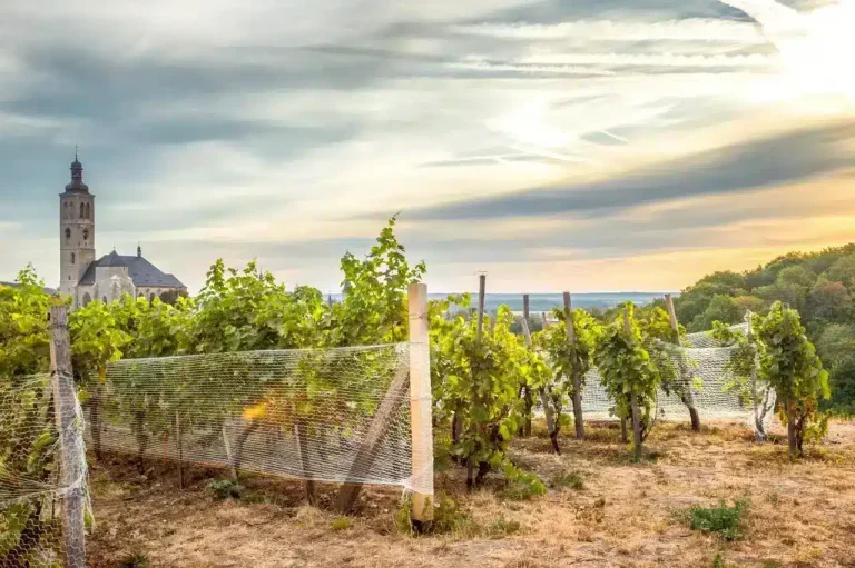 I vigneti a Kutná Hora