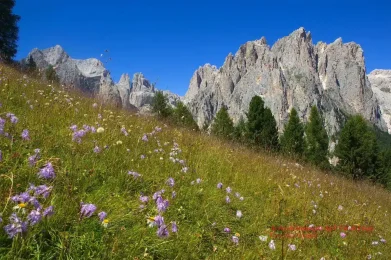 dolomites-flowers-Italy-LakeGardaTravels-1