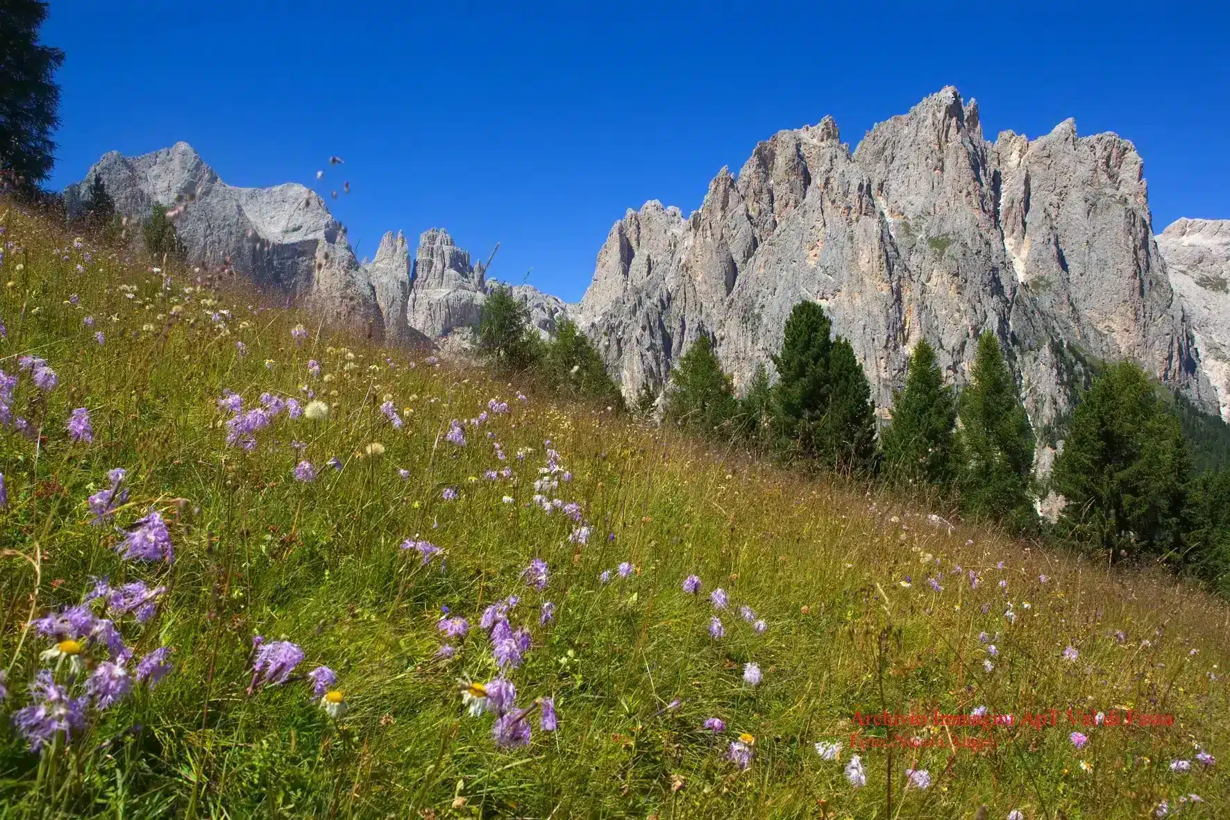 dolomites-flowers-Italy-LakeGardaTravels-1