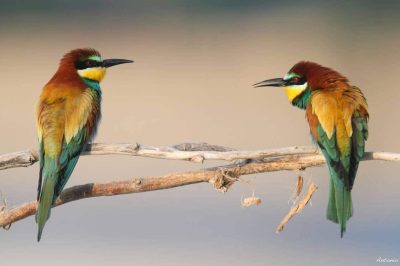 I Parchi del Ducato: la natura protetta tra Parma e Piacenza