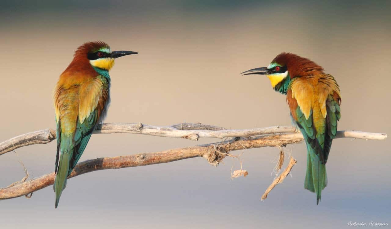 The Duchy Parks: protected nature between Parma and Piacenza