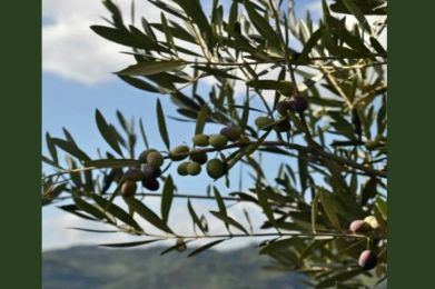 olio_ulivo_brisighella