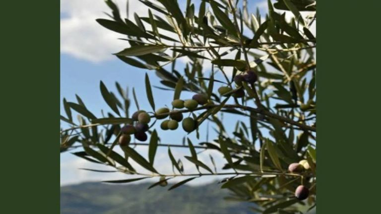 olio_ulivo_brisighella