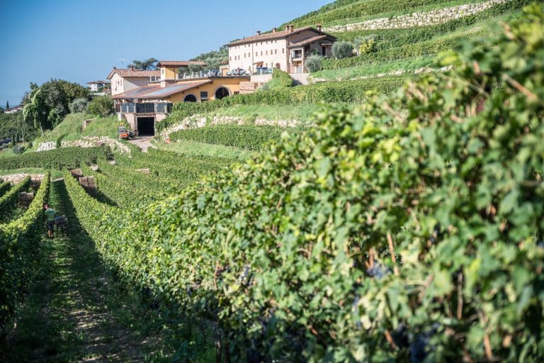 Esperienza autentica tra i vini della Valpolicella Classica: degustazione in cantina tra Amarone e tradizione