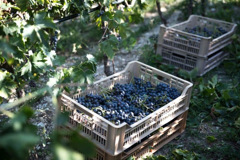 Esperienza autentica tra i vini della Valpolicella Classica: degustazione in cantina tra Amarone e tradizione