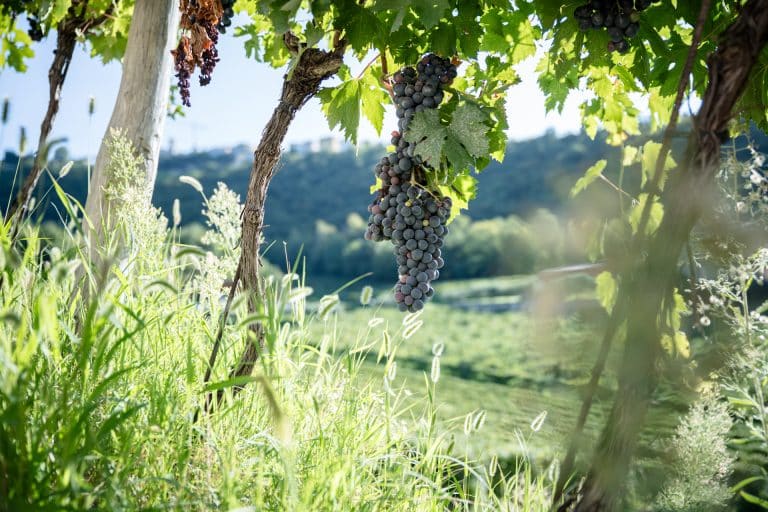 Esperienza autentica tra i vini della Valpolicella Classica: degustazione in cantina tra Amarone e tradizione