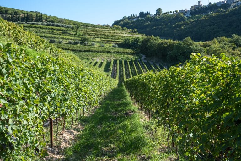 Esperienza autentica tra i vini della Valpolicella Classica: degustazione in cantina tra Amarone e tradizione