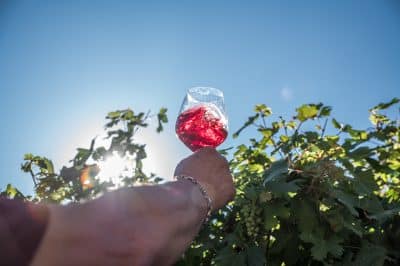 Esperienza autentica tra i vini della Valpolicella Classica: degustazione in cantina tra Amarone e tradizione