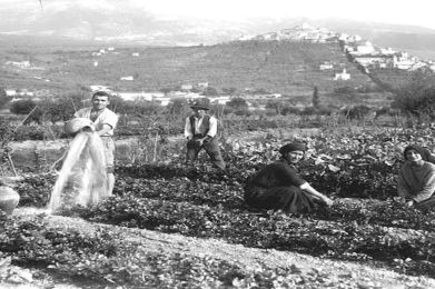 Mostra mercato del sedano nero