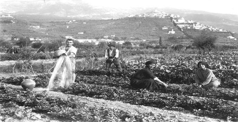 Mostra mercato del sedano nero
