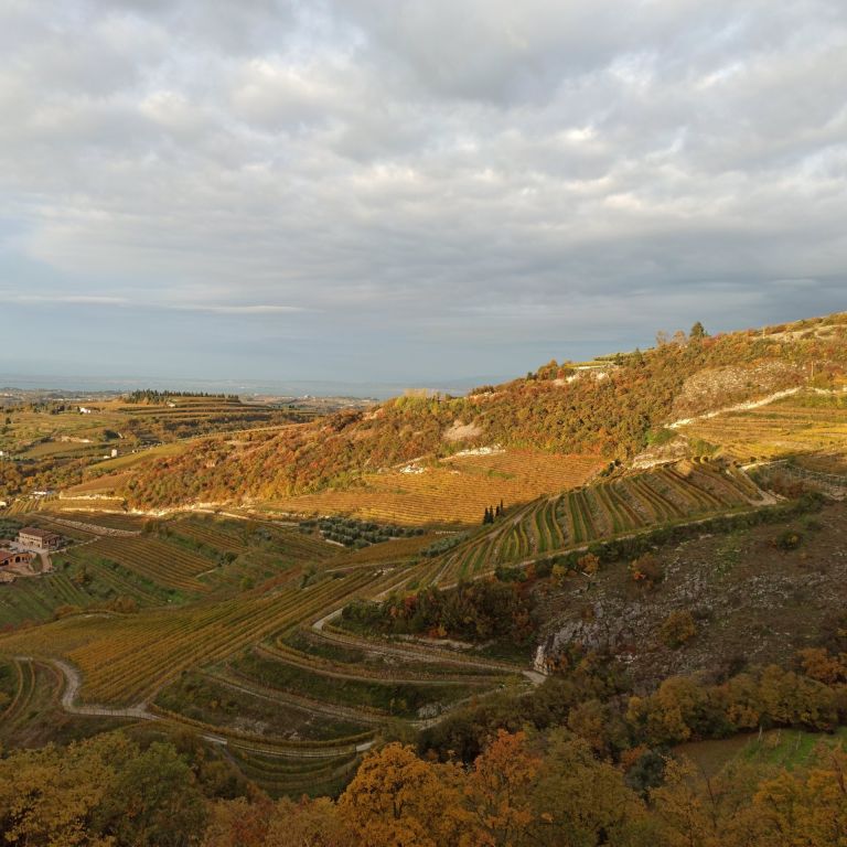 Esperienza autentica tra i vini della Valpolicella Classica: degustazione in cantina tra Amarone e tradizione