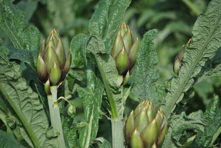 Consortium for the Protection of Sardinian Spiny Artichokes PDO