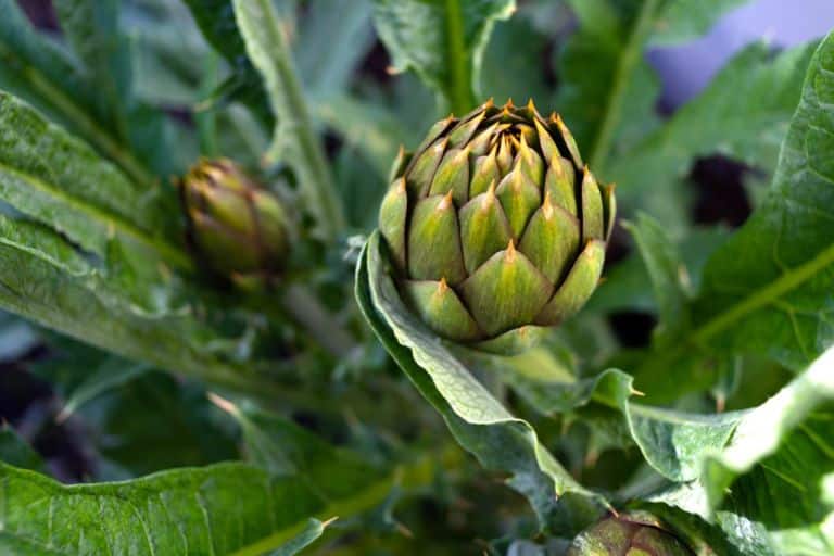 Consortium for the Protection of Sardinian Spiny Artichokes PDO