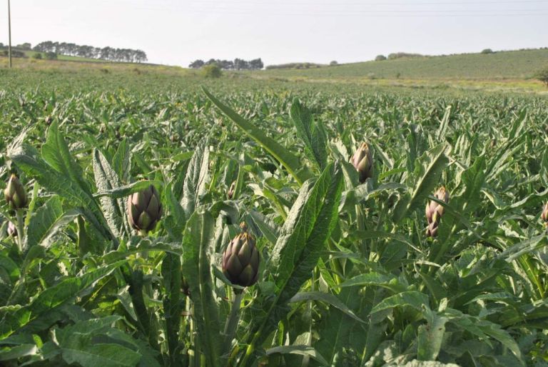 Consortium for the Protection of Sardinian Spiny Artichokes PDO