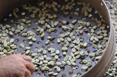 Sagra dell’olio d’oliva e delle fave