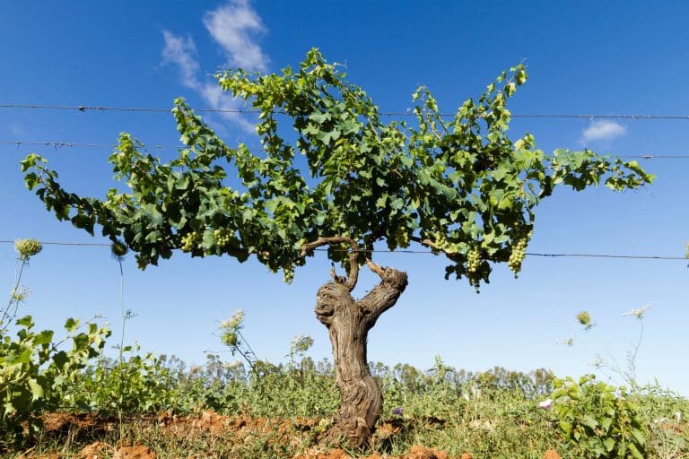 Consorzio di Tutela della Vernaccia di Oristano DOC