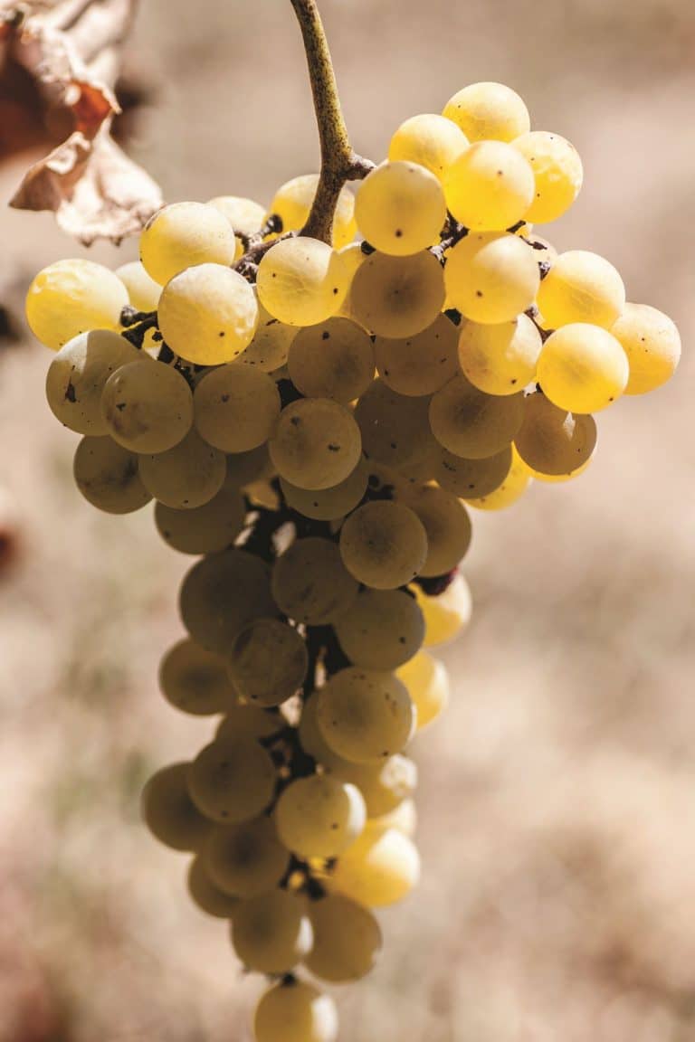 Consorzio di Tutela della Vernaccia di Oristano DOC