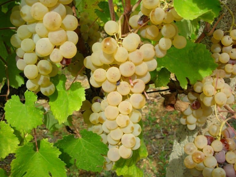 Consorzio di Tutela della Vernaccia di Oristano DOC