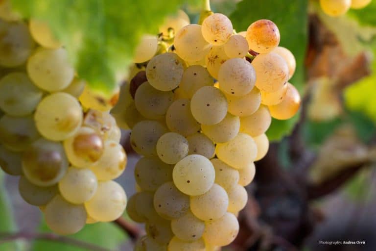 Consorzio di Tutela della Vernaccia di Oristano DOC