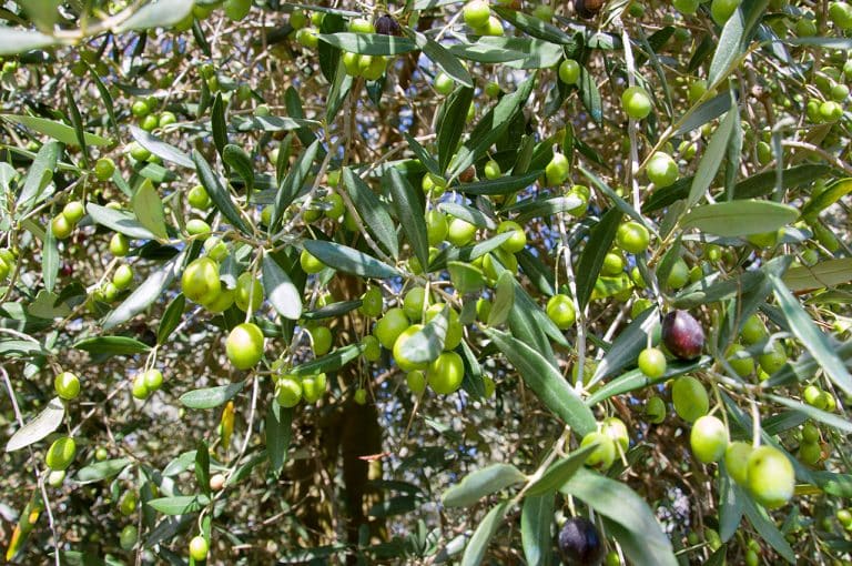 La Fattoria del Cilento – Agriturismo
