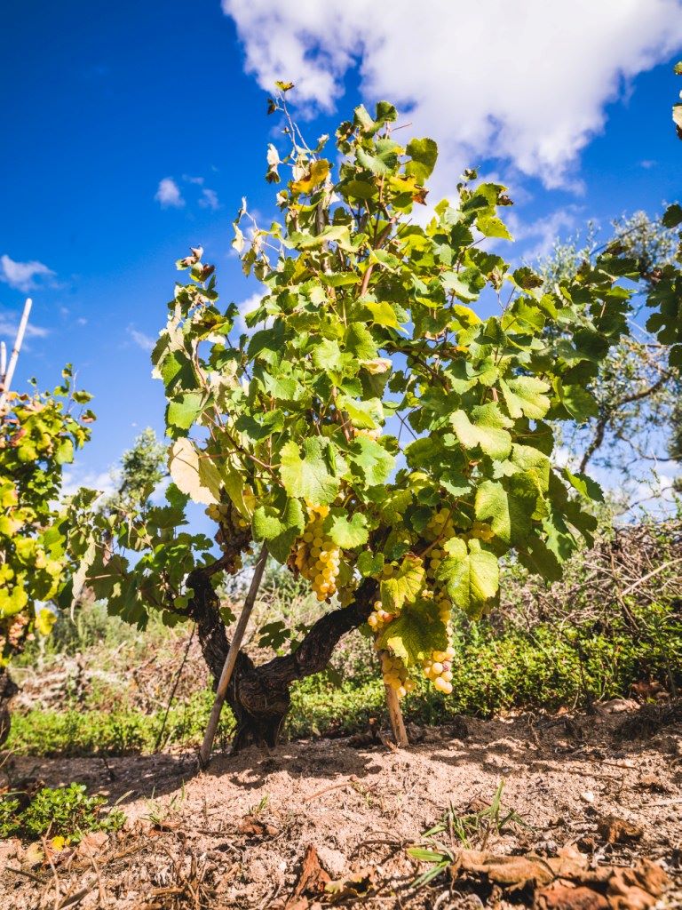 Consorzio di Tutela della Vernaccia di Oristano DOC