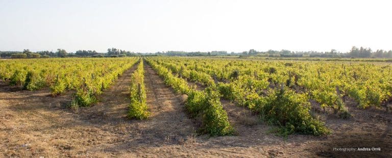 Consorzio di Tutela della Vernaccia di Oristano DOC