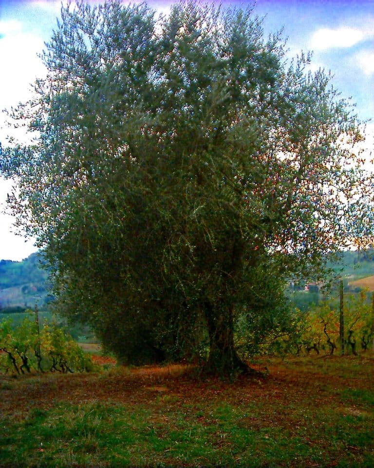 The Ca’ Rossa Experience: from vineyard to glass