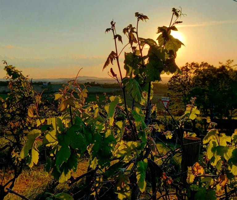 The Ca’ Rossa Experience: from vineyard to glass