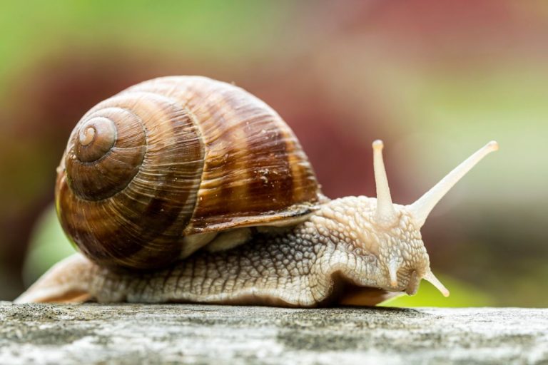 Snail Festival