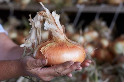 La Bionda in Tavola: Drubiaglio Onion Festival