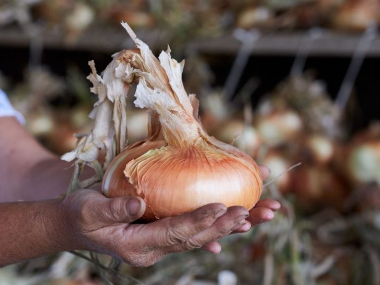 La Bionda in Tavola: Drubiaglio Onion Festival