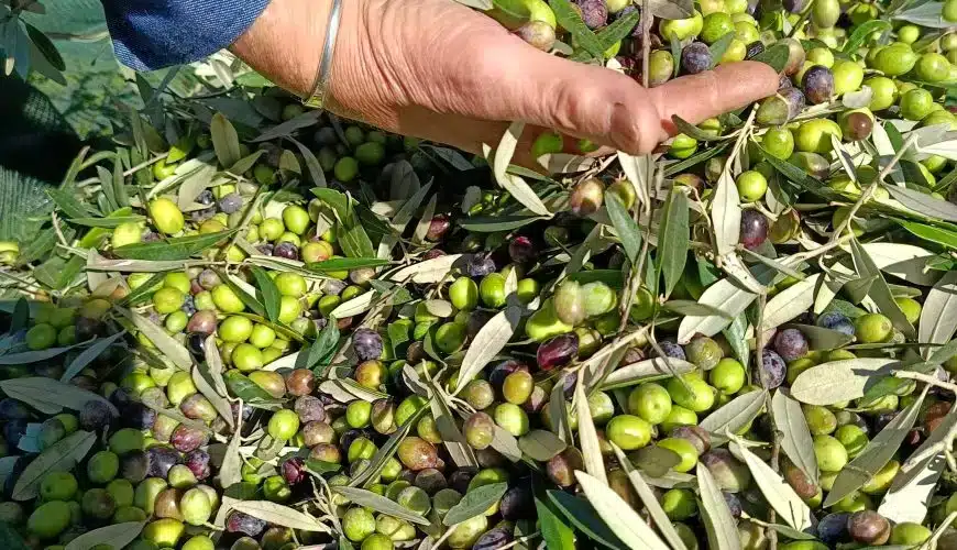 Azienda Agricola di Soiano