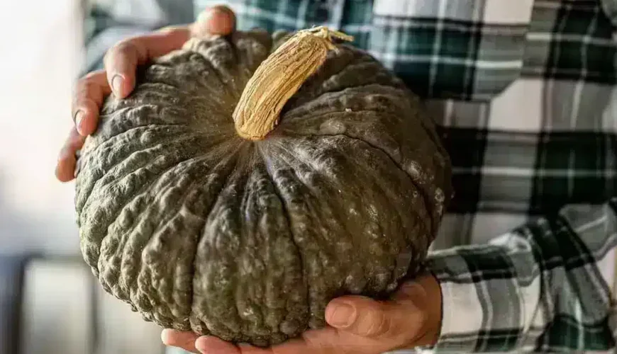 The Zucca Marina di Chioggia: taste and tradition in the heart of the Venetian Lagoon