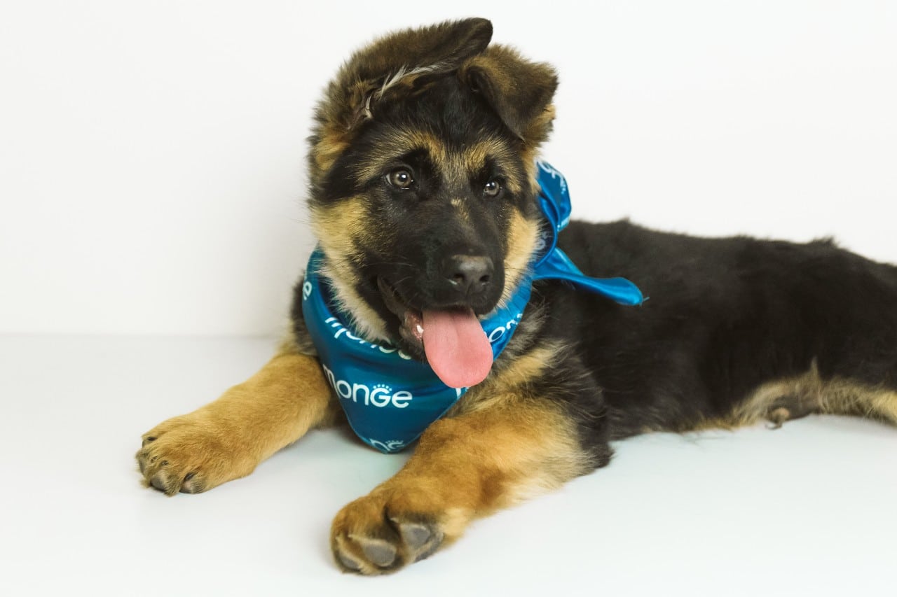 A puppy has arrived! Are you ready to welcome a new friend into your family?