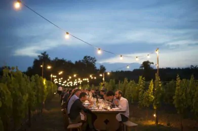 Friuli-Venezia Giulia, cena in vigna