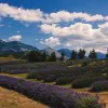 Una passeggiata tra i borghi al profumo di lavanda 1