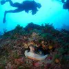 Viaggio tra le leggende di mare creature mitologiche e storie di marinai 1