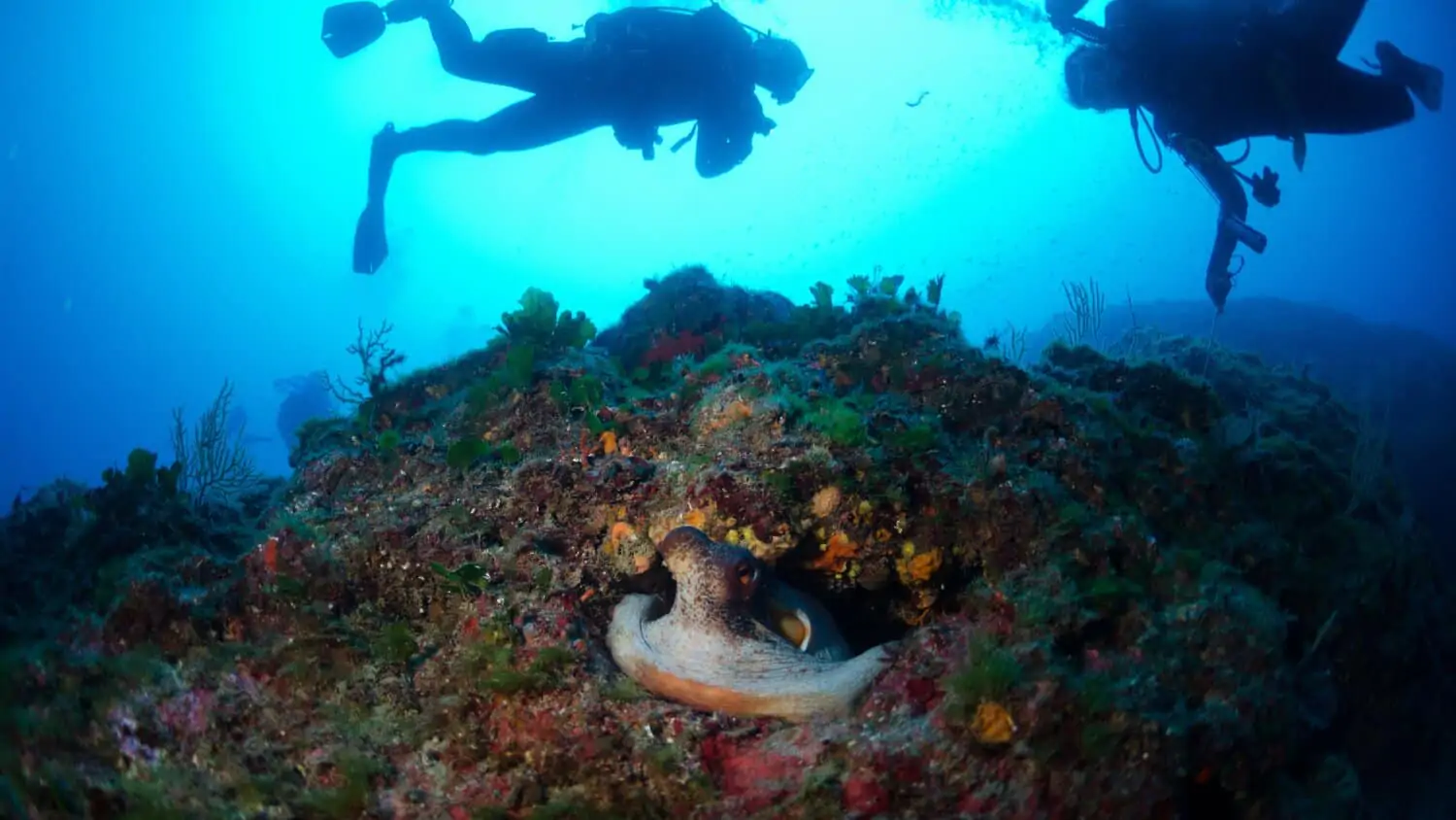 Leggende di Mare: Dalle creature mitologiche alle storie di marinai