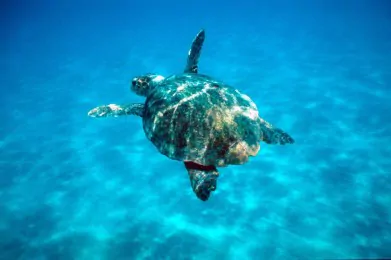 Aquarium-CEAM