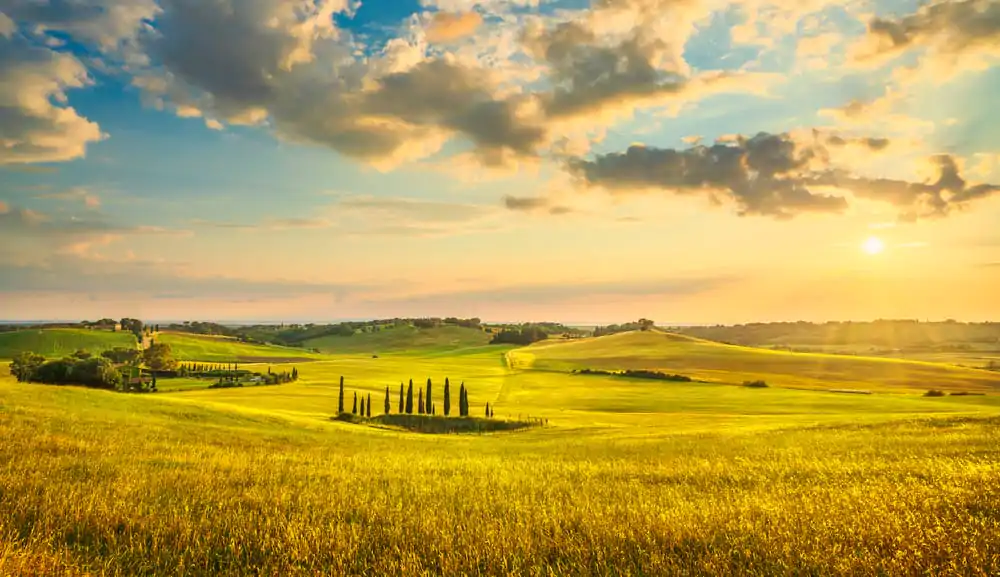 un campo verde con alberi e una strada
