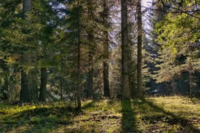 Parco Naturale Gran Bosco di Salbertrand